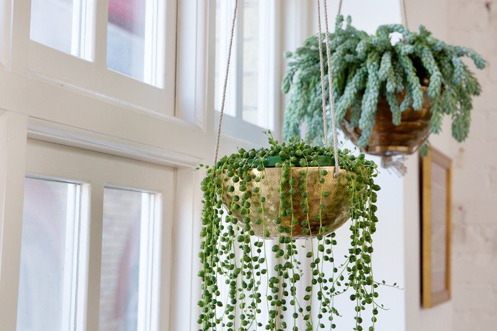 String of Pearls (Senecio rowleyanus)