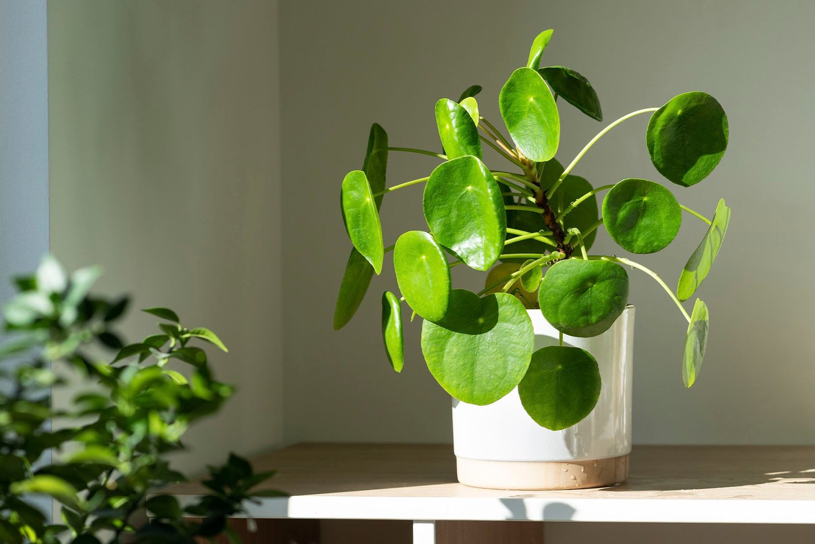 Pilea Peperomioides (Chinese Money Plant)