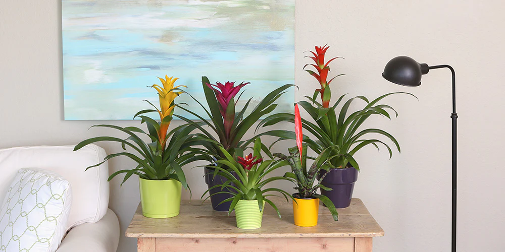 Bromeliads