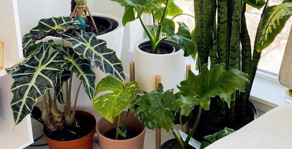 Alocasia Polly (African Mask Plant)