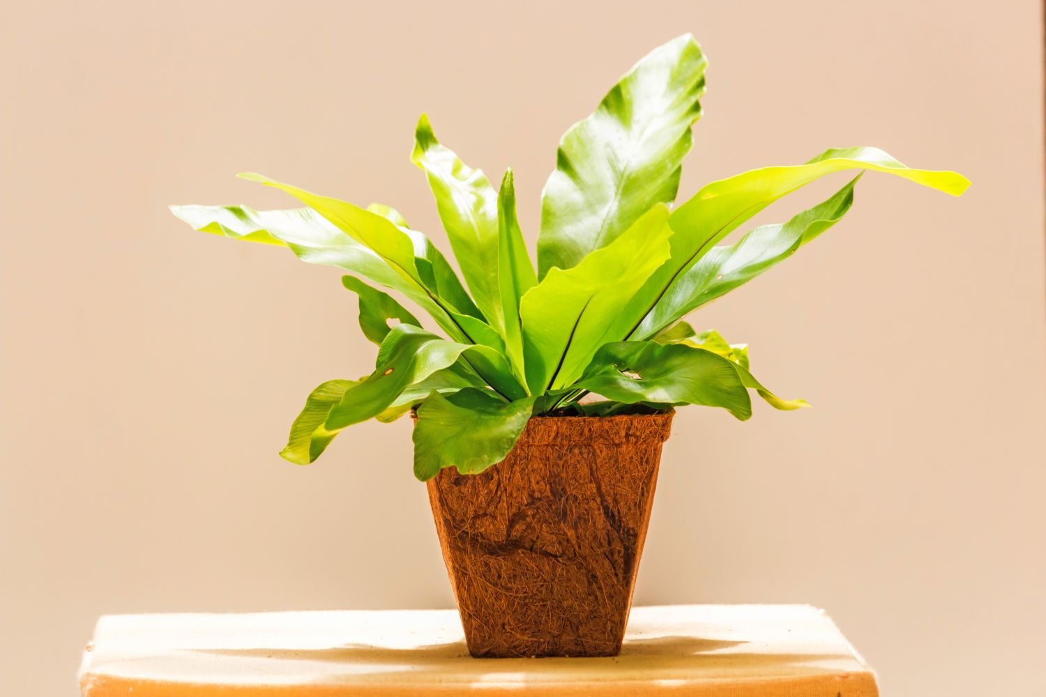 Bird’s Nest Fern (Asplenium nidus)