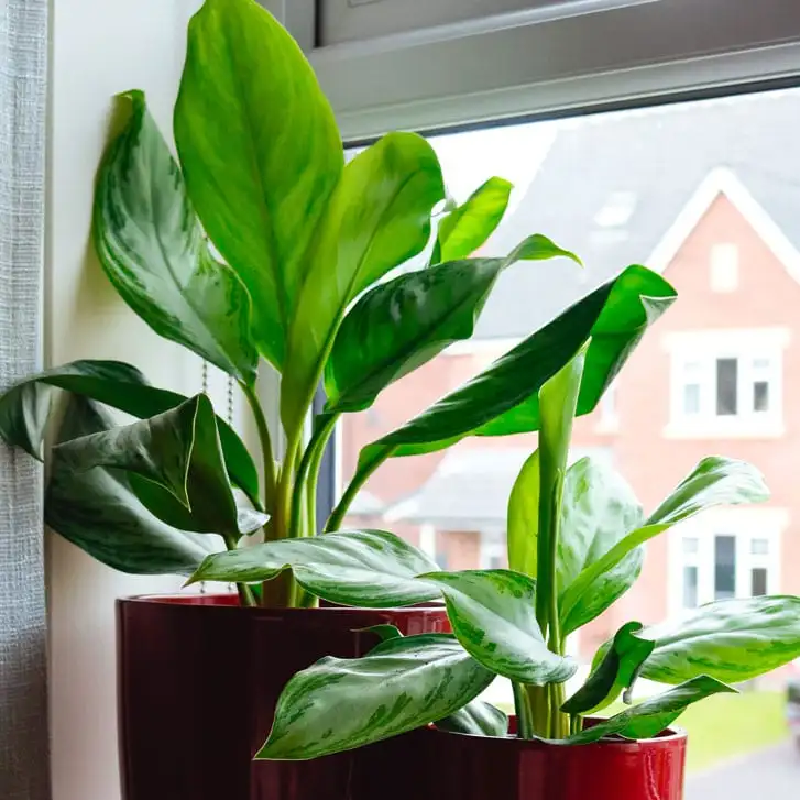 Chinese Evergreen (Aglaonema)