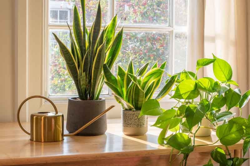 Snake Plant (Sansevieria trifasciata)