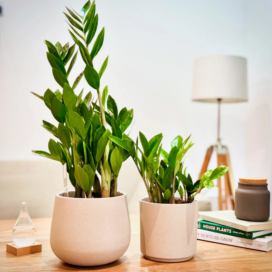 ZZ Plant (Zamioculcas zamiifolia)